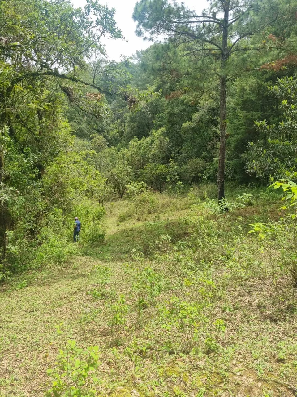 Vendo Finca en Aldea las Flores Sumpango Sacatepequez — Finca en Venta en Sumpango, Sacatepéquez — foto 9 de 14
