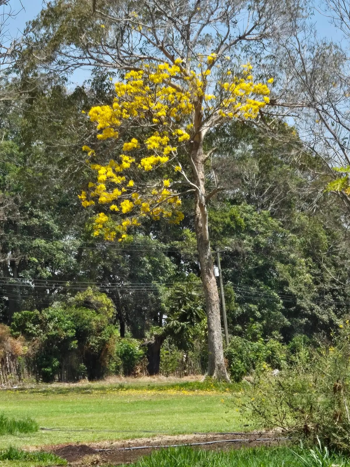 Para inversión terreno carretera vieja a Puerto de San José — Finca en Venta en Masagua, Escuintla — foto 8 de 17