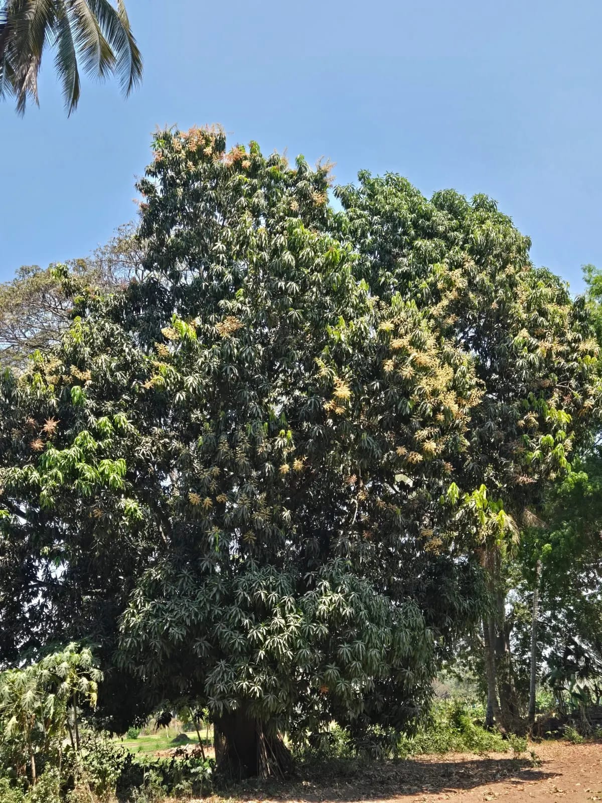Para inversión terreno carretera vieja a Puerto de San José — Finca en Venta en Masagua, Escuintla — foto 15 de 17