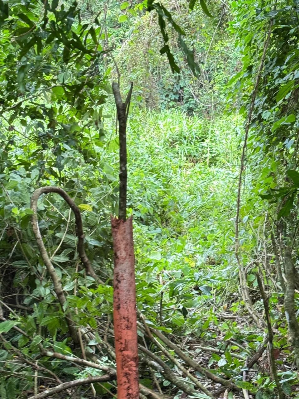 Terreno En Venta Amatique Bay Puerto Barrios — Terreno en Venta en Puerto Barrios, Izabal — foto 3 de 12