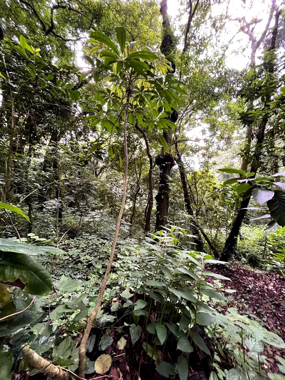 Terreno en Venta Granjas Jardín El Alto Santiago Sacatepequez — Terreno en Venta en Santiago Sacatepéquez, Sacatepéquez — foto 6 de 13