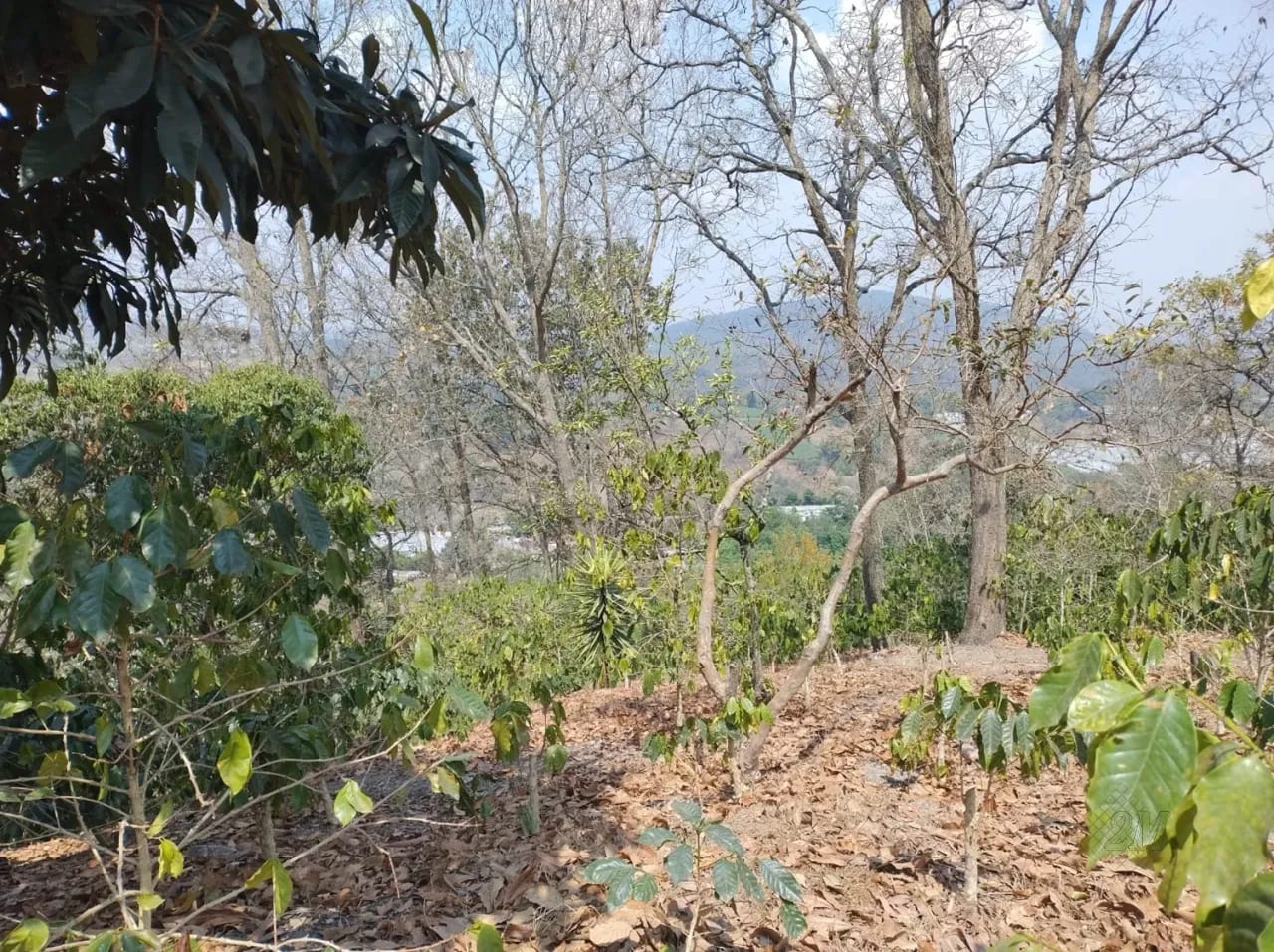 Se Venden 2.2 Manzanas de Terreno el Aldea los Planes Palencia — Terreno en Venta en palencia, Guatemala, Ciudad — foto 5 de 12