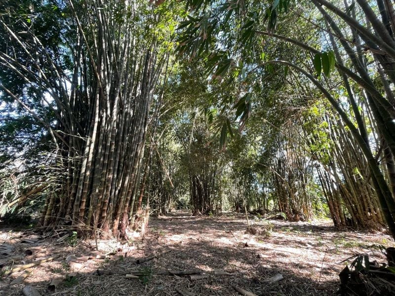 Vendo Terreno con Produccion de Bambú en Puerto San Jose — Terreno en Venta en Puerto San José, Escuintla — foto 1 de 13