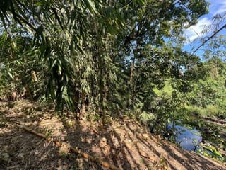 Vendo Terreno con Produccion de Bambú en Puerto San Jose — Terreno en Venta en Puerto San José, Escuintla — miniatura 12 de 13