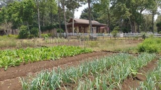 Venta Terreno en Santa Elena del Lago. KM. 32 Santa Elena Barillas — Terreno en Venta en Santa Elena Barillas, Guatemala, Ciudad — miniatura 16 de 16