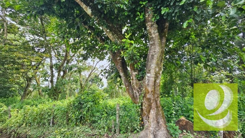 En Venta Terreno de 2 Manzanas en la Reserva Santa Elena Barillas — Terreno en Venta en Santa Elena Barillas, Guatemala, Ciudad — foto 3 de 5