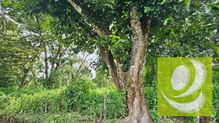 En Venta Terreno de 2 Manzanas en la Reserva Santa Elena Barillas — Terreno en Venta en Santa Elena Barillas, Guatemala, Ciudad — miniatura 3 de 5