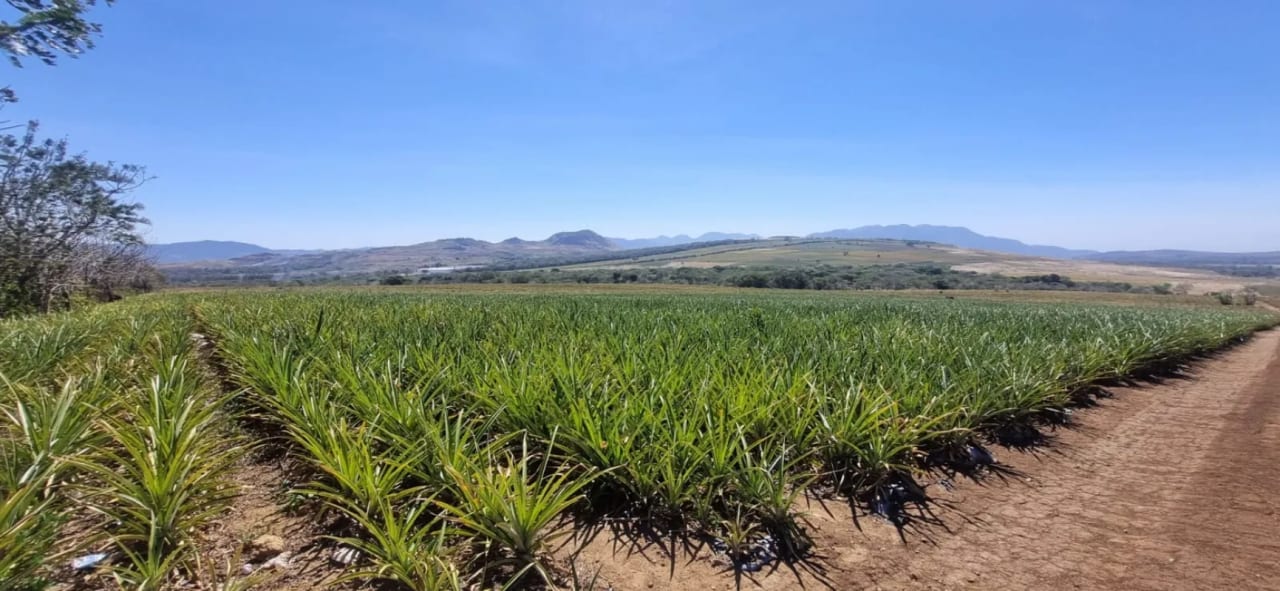 Venta de Terreno Jocotillo Villa Canales — Terreno en Venta en Santa Elena Barillas, Guatemala, Ciudad — foto 1 de 5