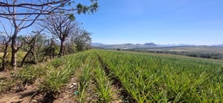 Venta de Terreno Jocotillo Villa Canales — Terreno en Venta en Santa Elena Barillas, Guatemala, Ciudad — miniatura 3 de 5