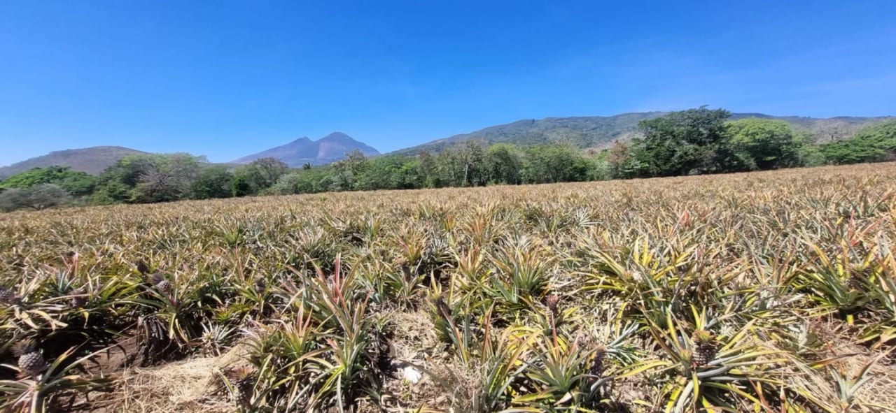Terreno en Venta en el Jocotillo Santa Elena Barillas — Terreno en Venta en Santa Elena Barillas, Guatemala, Ciudad — foto 8 de 8