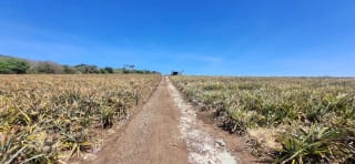 Terreno en Venta en el Jocotillo Santa Elena Barillas — Terreno en Venta en Santa Elena Barillas, Guatemala, Ciudad — miniatura 6 de 8