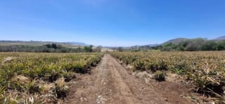 Terreno en Venta en el Jocotillo Santa Elena Barillas — Terreno en Venta en Santa Elena Barillas, Guatemala, Ciudad — miniatura 5 de 8
