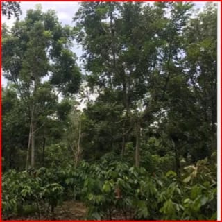 Se Vende Finca Forestal Certificada en Escuintla – Guatemala — Finca en Venta en Guanagazapa, Escuintla — miniatura 9 de 12