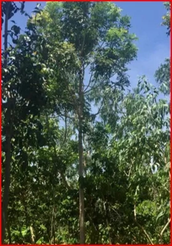 Se Vende Finca Forestal Certificada en Escuintla – Guatemala — Finca en Venta en Guanagazapa, Escuintla — foto 8 de 12