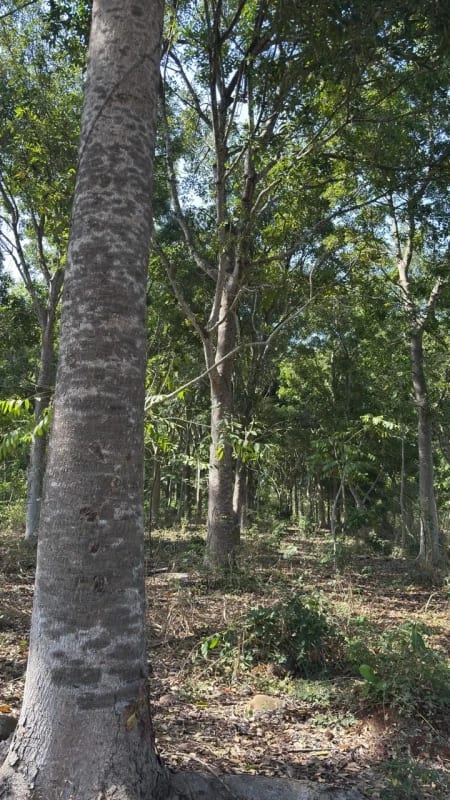 Se Vende Finca Forestal Certificada en Escuintla – Guatemala — Finca en Venta en Guanagazapa, Escuintla — foto 6 de 12