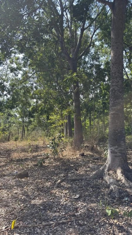 Se Vende Finca Forestal Certificada en Escuintla – Guatemala — Finca en Venta en Guanagazapa, Escuintla — foto 5 de 12