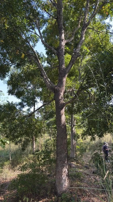 Se Vende Finca Forestal Certificada en Escuintla – Guatemala — Finca en Venta en Guanagazapa, Escuintla — foto 3 de 12