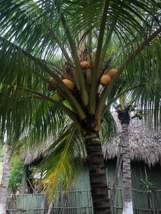 Playa el Jiote Moyuta Jutiapa Hermosa Propiedad en Venta, Terreno y Rancho — Terreno en Venta en Moyuta, Jutiapa — miniatura 9 de 12