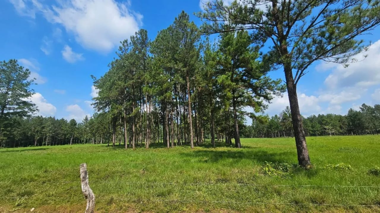 Finca de 4,876 manzanas en Venta en Petén — Finca en Venta en Sayaxché, Petén — foto 3 de 4