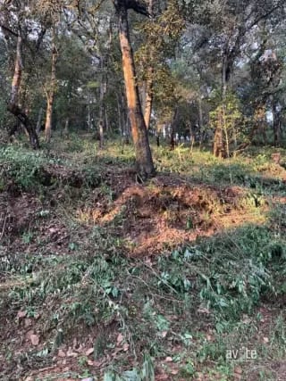 El Encinal, tronco 10. Terreno de 4,460 varas en venta Q900,000 más impuestos, negociable — Terreno en Venta en El Encinal, Zona 7 Mixco, Guatemala, Ciudad — miniatura 2 de 9