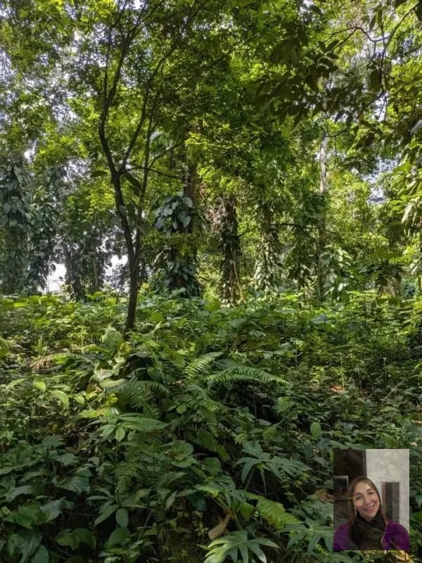 1 terreno rústicos Aldea Buena Vista, Miramar, Livingston — Terreno en Venta en Livingston, Izabal — foto 8 de 10