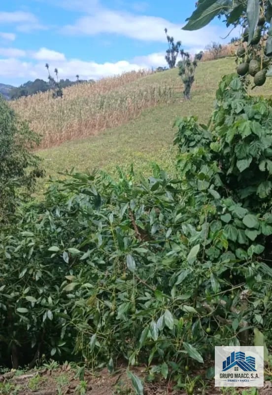 Venta 2 Fincas Aguacate Hass en Producción — Finca en Venta en Patzicía, Chimaltenango — foto 2 de 4